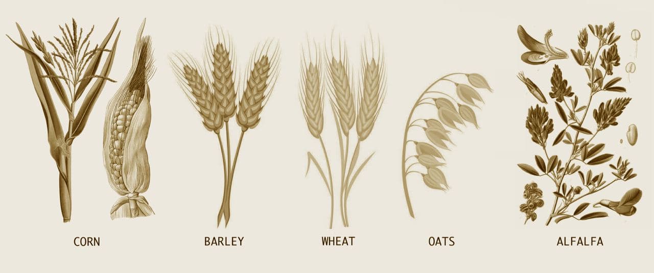 The IdaKobe feed program: Corn, Barley, Wheat, Oats, and Alfalfa — all raised on the farm